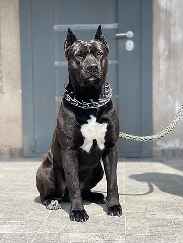 it ucun boyunbagi: Kane-Korso, 3 il, Erkek, Cütləşmə üçün, Pulsuz çatdırılma — 1