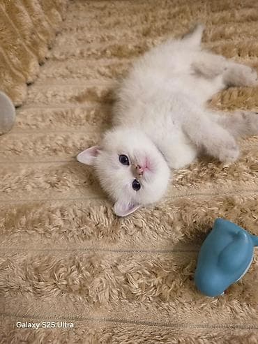 sort pişik: Britan — 2