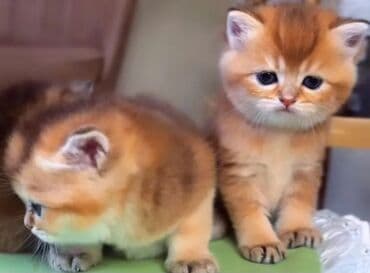 pişiklər: Britan, Erkək, Dişi, Yaxşı əllərə, Ünvandan götürmə — 2