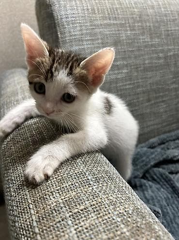 ucuz pisik satisi: Balaca pişik balası – ağ rəng üstünlüklü, baş və kürək hissəsində — 7