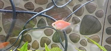 neon balığı: Tetra balığı, Sülhsevər — 1