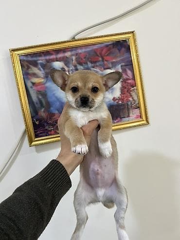 afcarka balalarinin satisi: Çixuahua, 2 ay, Erkek, Peyvəndli, Ödənişli çatdırılma — 2