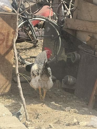 ev quslari adlari: Xoruz – yerli kənd tipi — 2