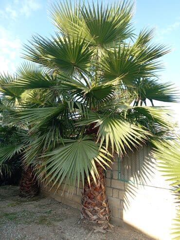 adəm ağacı: Dekorativ palma ağacı Vaşinqton palmasi satilir hündürlüyü 4 metir 2 — 5