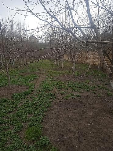 ev alqi satqisi ve kirayesi: 8 sot, Kənd təsərrüfatı — 2