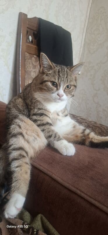 шиншилла кошка цена: Britan pişiyi 3 aylıq baladı.six yumusaciq tükleri saglam mehriban — 6