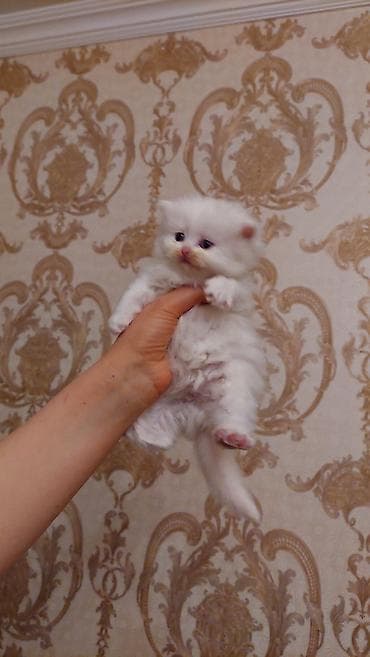 Собаки: Шотландская длинношерстная, Самка, Самовывоз — 2