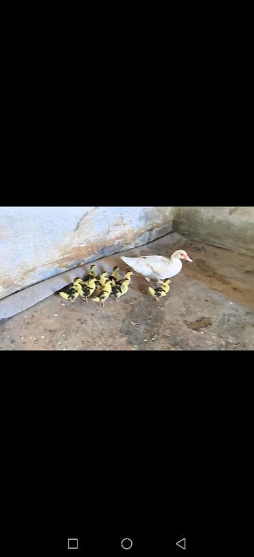 Digər quşlar: Lal Ördək Ata Ana və 9 bala — 2