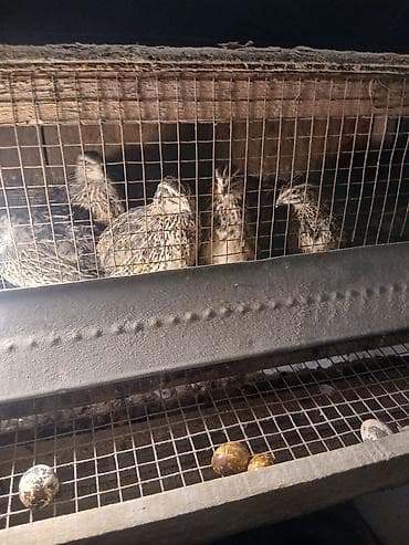 arpa bugda satisi: Ev Bildirçini.15 ədəd yumurlayan dişi.5 ədəd erkək.Üstündə qəfəsi — 5