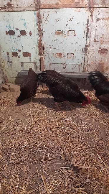 Red İslan 1 xoruz 1 fərə satılır fərə yumurtayır 1 il 3 aylıqdı qiymət lalafo.az -da Red İslan 1 xoruz 1 fərə satılır fərə yumurtayır 1 il 3 aylıqdı qiymət