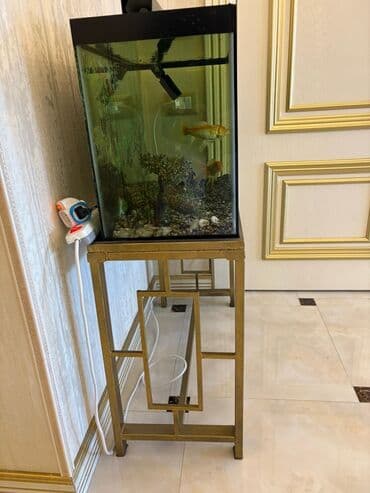 betta balıq: Tək və ya balıqlarla bərabər satılır. Tək akvaryum və ayağı-120 azn — 3