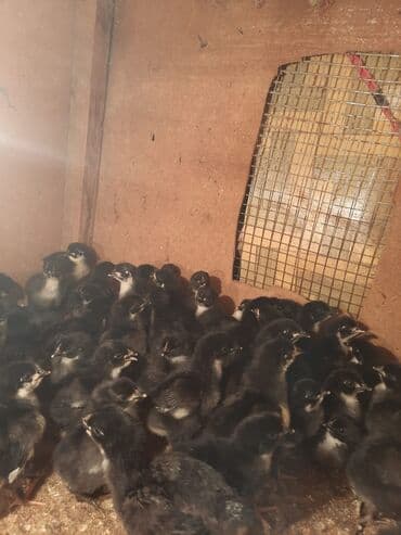 ətlik cucələr: Toyuq cücələri, Ətlik — 2