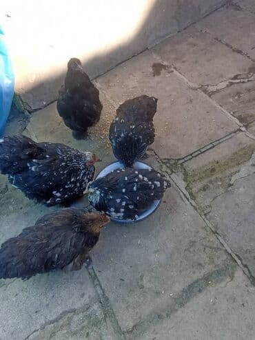 toyuq colpa: Karlik koxin toyuqlari — 3