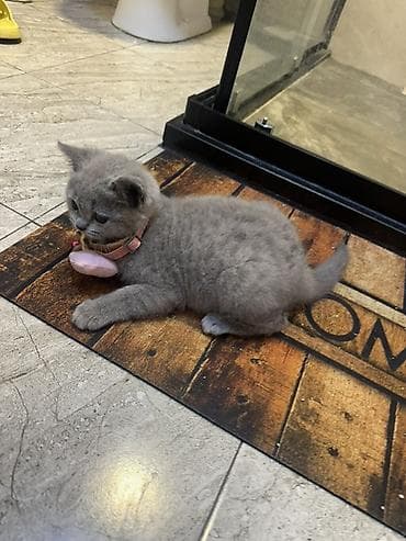 mingəcevir pişik: Britan, Pulsuz çatdırılma — 6