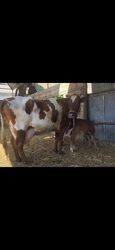 Simental tipli ağ-qəhvəyi rəngli inək – buzovu ilə birlikdə. -