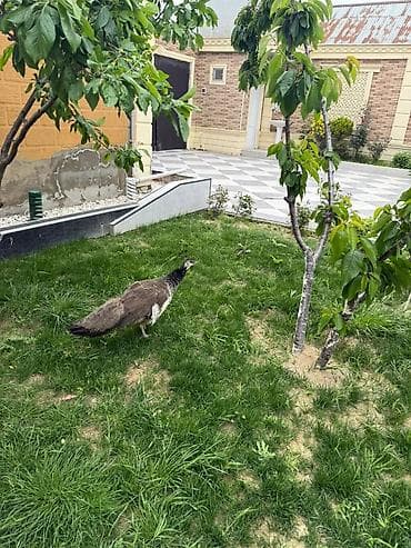 touz quşu: Tovuz qusu razilasma yolu ile maya disidi — 2