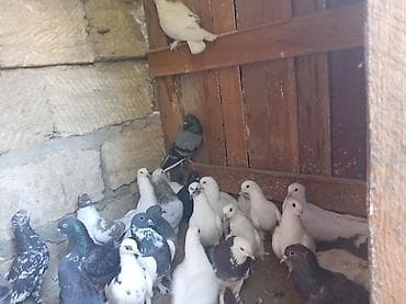 göyercin: Məhsul: 30 eded göyercin tam saqlam quşlardır — 2