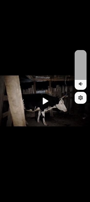 iri buynuzlu heyvan: Dişi, Holsteyn, il: 2, 180 kq, Südlük, Ünvandan götürmə — 4