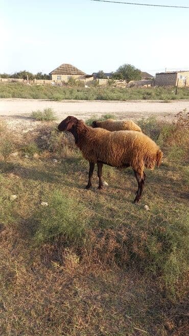 Erkək, il: 1, Ətlik