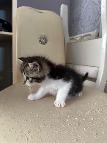 сколько стоит британский котёнок: Британская, Самка, Самец, В добрые руки, Бесплатная доставка — 3