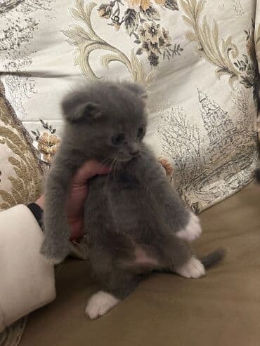 сколько стоит британский котёнок: Шотладская вислоухая — 3