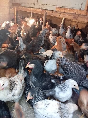 Inəklər, öküzlər: Toyuq cücələri, Ətlik — 7