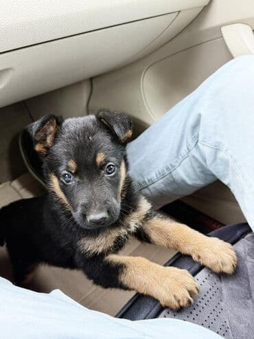 •	Yaşı: 4 aylıq (5 aylığa keçəcək) 	•	Tam aktiv və sağlamdır 	•	Bütün