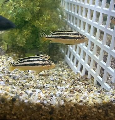 baliq akvarium: Malavi balığı — 1