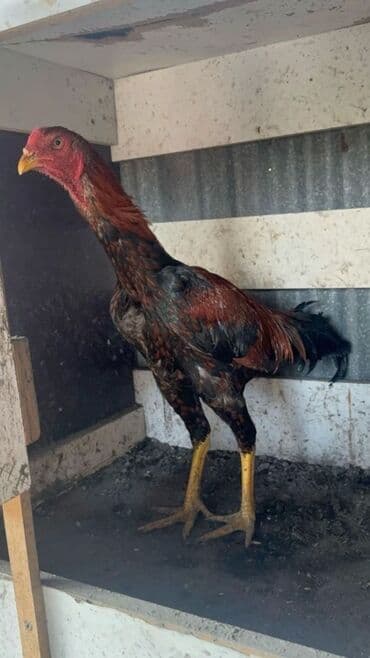 yaponka xoruzlar: Məhsul: Uzunboyun, möhkəm ayaqlı, sərt bədən quruluşlu döyüş tipli — 14