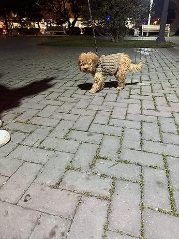 Balıq: Pudel, 3 ay, Dişi — 3