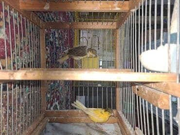 qartal şəkli çəkmək: Hazir cut bulbuller erkey 1yas maya 10ayliq.erkey qirmizi maya ag — 8