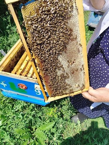 kənd təsərrüfatı heyvanları: Arıçılıq təsərrüfatı – pətəklər və arı ailələri • Məhsul: Tam işlək — 4