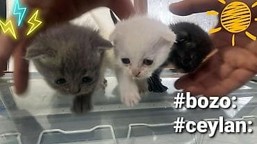 pişik tualet: Yaxşı əllərə — 1