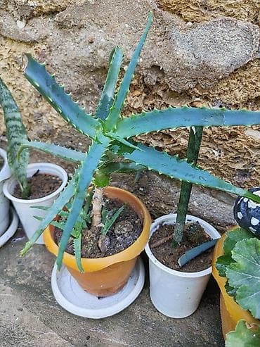 parda tul: Aloe (Aloe vera tipli, tikanlı kənarlı sukulent) – saksıda - Bitki — 2