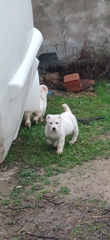 it zəncir: Alabay, 2 ay, Dişi, Peyvəndli, Ödənişli çatdırılma — 8