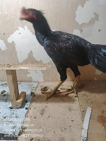 ingilis it adlari: Qara rəngli heyratı kənd toyuğu (xoruz). Uzun boylu, incə quruluşlu — 2