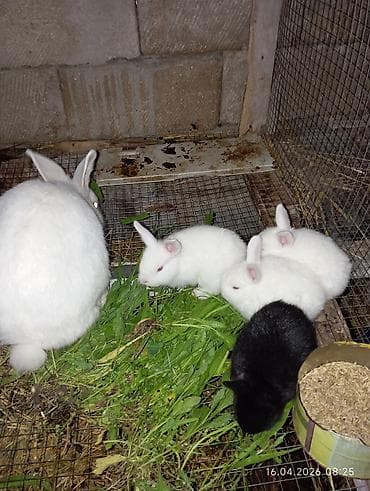 dovsan satilir: 18 eded 25 günlük balalar satilir Şəkillərdə göstərilən balalar — 1