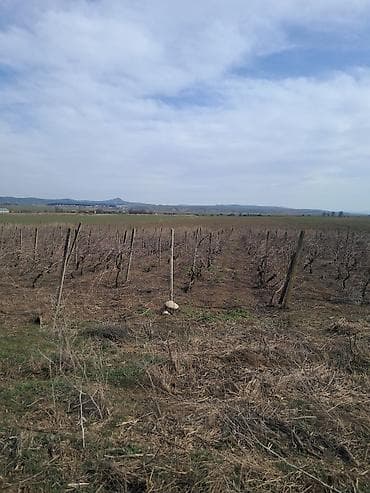 1 hektar nece sotdur: Kənd təsərrüfatı — 2