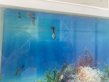 akvariyum: Dördbucaq akvarium, Balıqlarla birlikdə, 20 l, Ünvandan götürmə, Ödənişli çatdırılma — 4