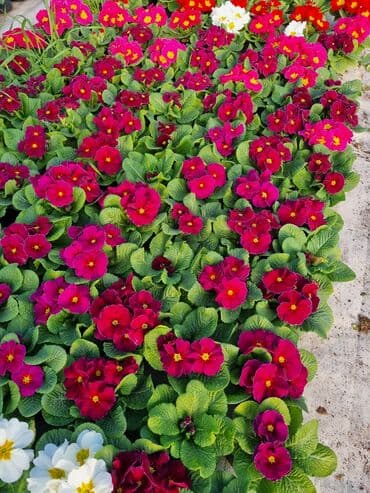 qızıl gül buketi: Gullerin satişi — 20