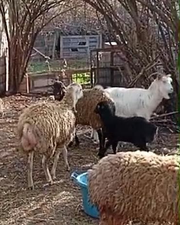 qara toyuq: Salam aleykum gördüyünüz bu 2 baş qoyunlar satilir qardşalar 1 ci — 2