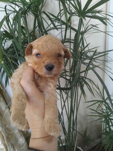 мальтипу купить: Pudel, 1 ay, Erkek — 2