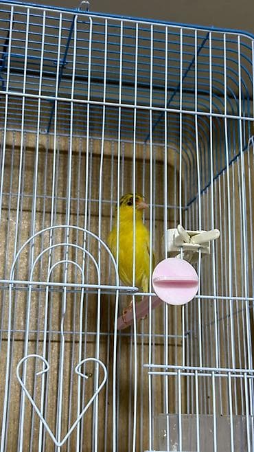 клетки для птиц: Hazir erkey oxuyur — 4