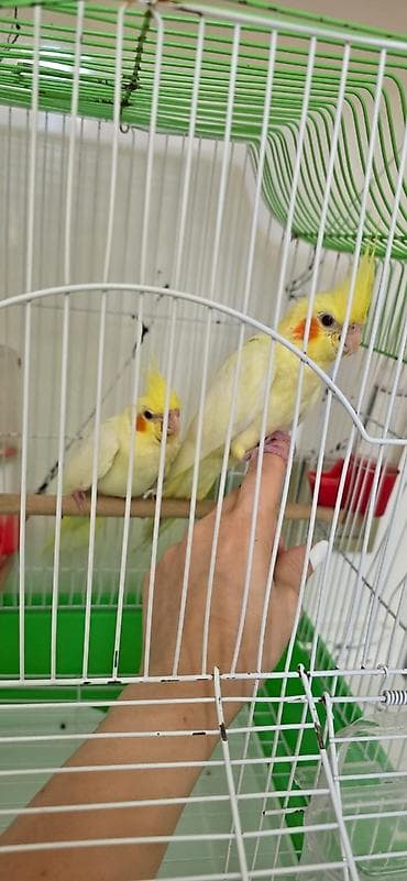 qus dami: Qirmizigoz lutino temiz qan balalar saglam vitaminli quslardi hamisin — 4