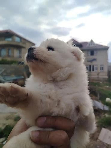 anqus dana satışı: Şpitz, 1 ay, Erkek, Peyvəndli, Ödənişli çatdırılma — 4