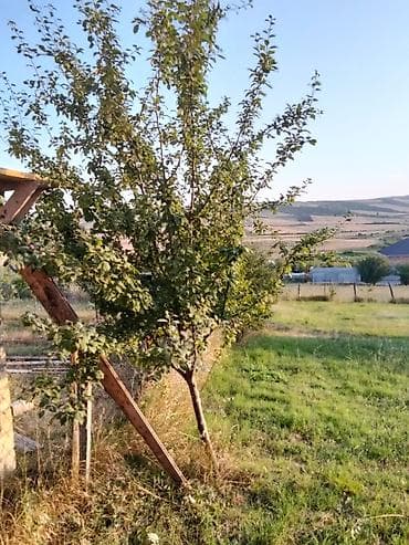 ucuz torpaq oğuz: 10 sot, Tikinti, Mülkiyyətçi, Kupça (Çıxarış) — 3