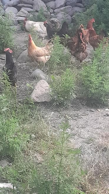 Toyuq, Yumurtalıq — 10
