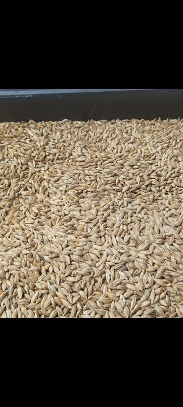 Arpa - Təmizlənmiş, eyni ölçülü dənələr - Açıq-qəhvəyi rəng, quru və