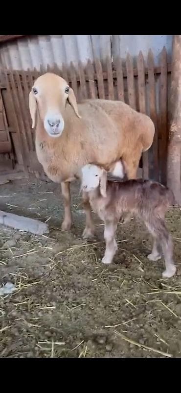 heyvan evleri: Saxlama üçün ana qoyun balası ilə birlikdə - Növ: Ev qoyunu (ana — 4