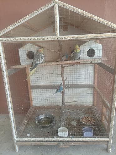 Böyük ölçülü quş volyeri – dekorativ damlı dizayn, sıx metal tor və